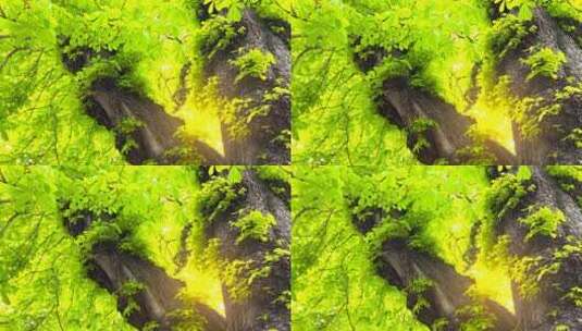 阳光穿过栗树的绿色叶子高清在线视频素材下载