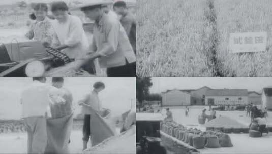50年代 60年代 70年代 80年代农业丰收高清在线视频素材下载