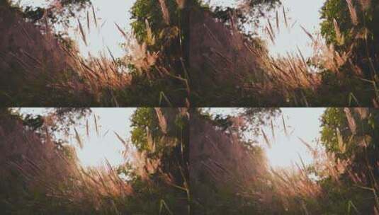 夕阳下的芦苇唯美风景视频素材高清在线视频素材下载