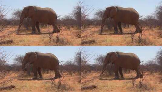 一只非常大而优雅的非洲象高清在线视频素材下载