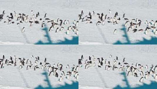 成群的企鹅在冰地上行走高清在线视频素材下载