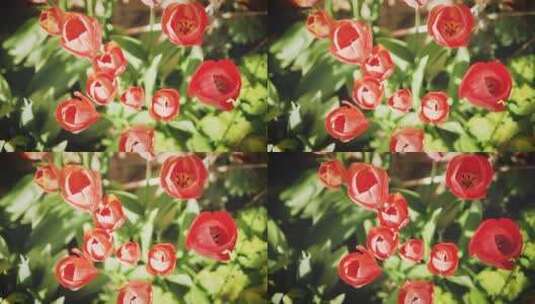 花园里盛开的红色郁金香高清在线视频素材下载