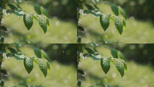 雨中植物特写高清在线视频素材下载
