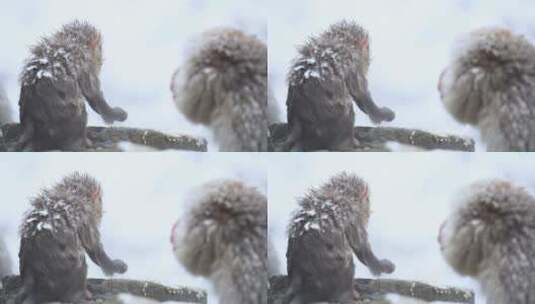 雪天公园里的猕猴高清在线视频素材下载