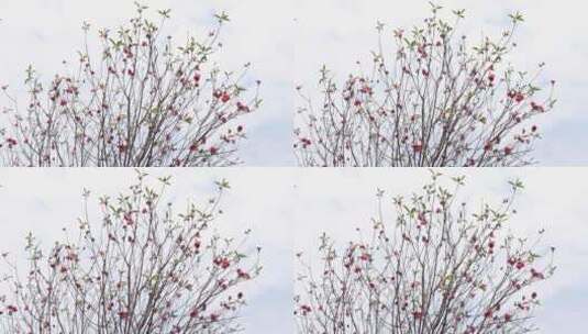 春天桃花盛开高清在线视频素材下载