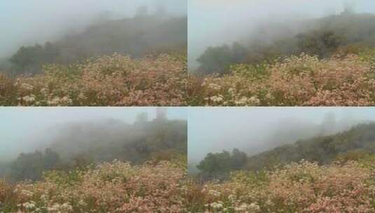 雾霾中的景观特写高清在线视频素材下载