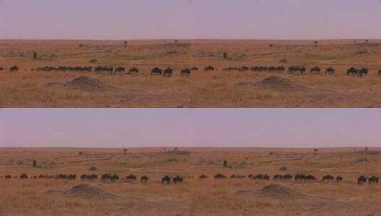 角马穿过非洲平原高清在线视频素材下载