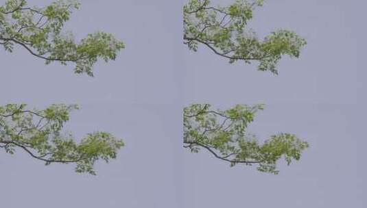 原创树林树叶阳光空镜头校园逆光唯美小清新高清在线视频素材下载