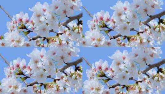春天的樱花花朵特写高清在线视频素材下载