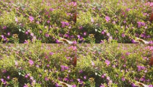实拍春天鲜花盛开植物花朵高清在线视频素材下载