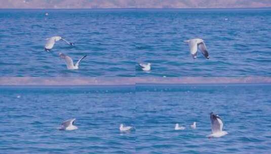 云南丽江泸沽湖海鸥翱翔升格视频高清在线视频素材下载