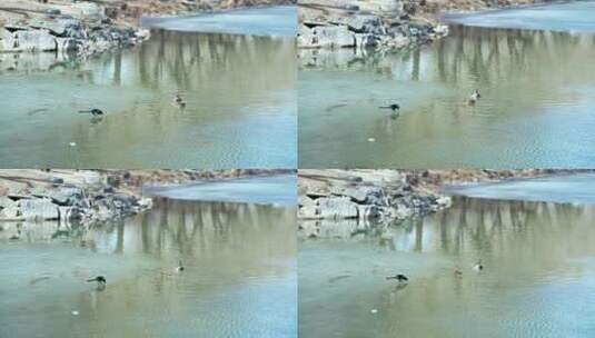 初春北京颐和园公园水面上的野鸭子高清在线视频素材下载