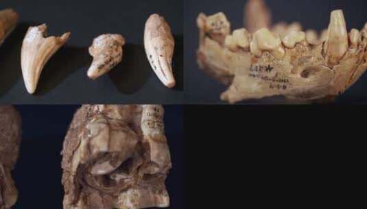 远古生物化石Log高清在线视频素材下载
