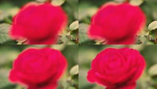 一朵玫瑰花高清在线视频素材下载