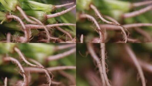 【镜头合集】微距菠菜香菜菜根根茎高清在线视频素材下载