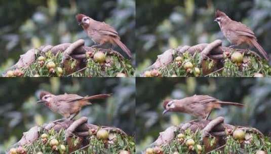 一只小鸟站在树枝上高清在线视频素材下载