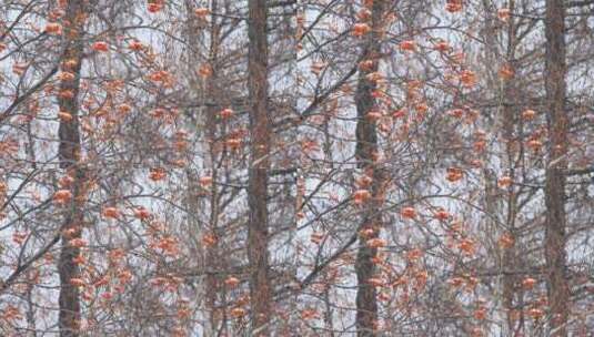 大兴安岭冬季雪中的花楸高清在线视频素材下载
