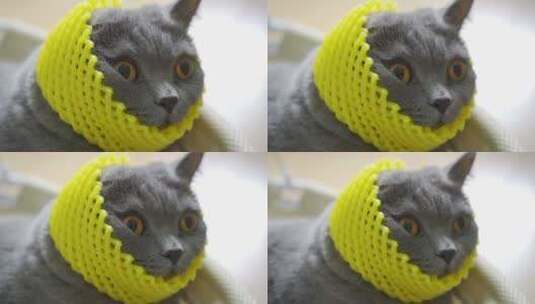 搞笑猫咪头戴黄色塑料网高清在线视频素材下载