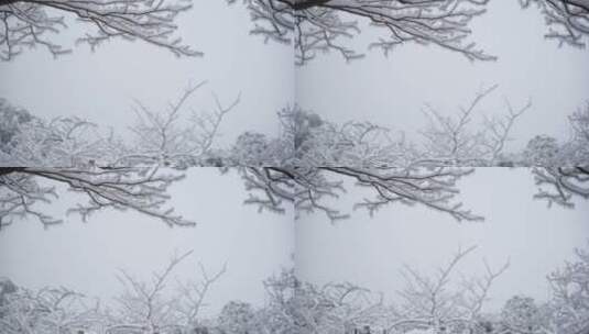 黄山 雪景 雾凇高清在线视频素材下载