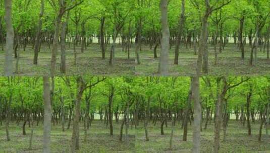 树木枝叶茂密的小树林高清在线视频素材下载