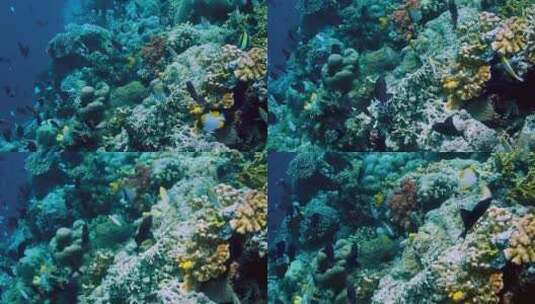 海底世界珊瑚礁高清在线视频素材下载
