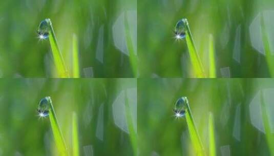 水滴落下低落嫩绿色的草上高清在线视频素材下载