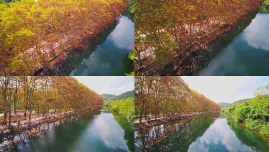 秋天枫树落叶航拍高清在线视频素材下载