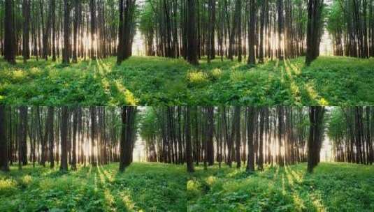 阳光穿过森林的光影和光线高清在线视频素材下载