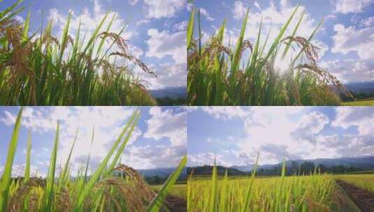 阳光的水稻 水稻生长 农业高清在线视频素材下载
