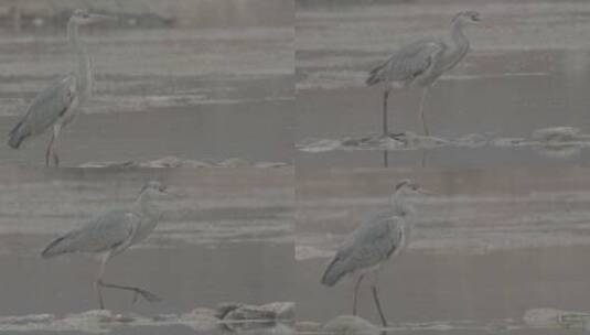 黄河湿地苍鹭高清在线视频素材下载