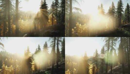 森林和阳光穿过树叶间隙温暖的画面高清在线视频素材下载
