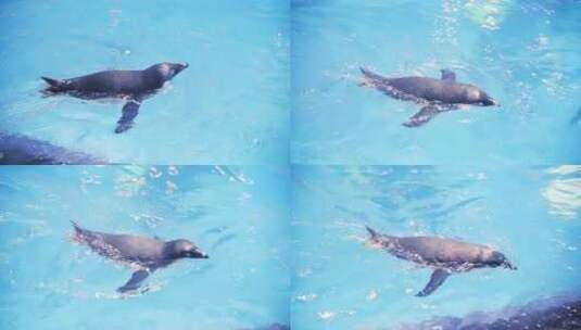 企鹅在水族游泳高清在线视频素材下载