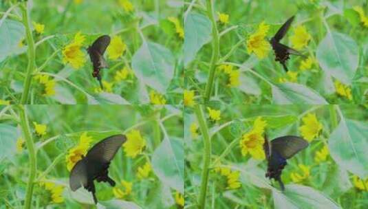 黑色蝴蝶高清在线视频素材下载