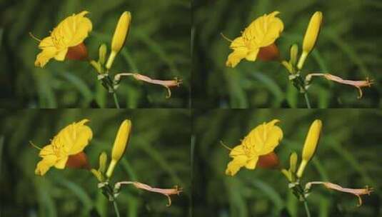 黄色萱草花高清在线视频素材下载