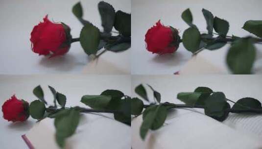 特写盛开的玫瑰花高清在线视频素材下载