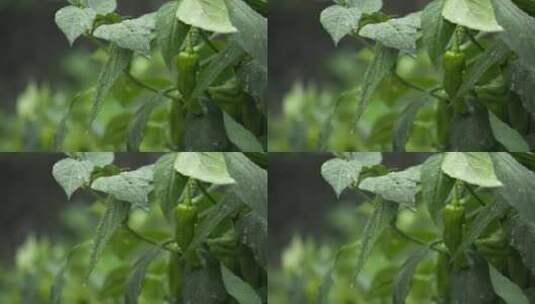 农村菜园辣椒树叶阴天下雨水滴高清在线视频素材下载