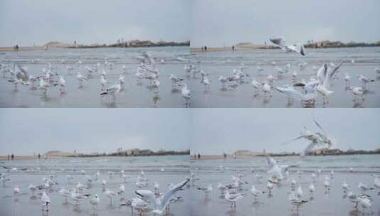 海边成群的海鸥高清在线视频素材下载
