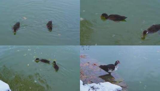 冬天湖上觅食的鸭子高清在线视频素材下载
