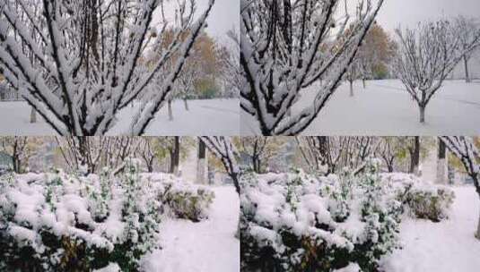 冬季雪天休闲广场公园植物树梢上的积雪高清在线视频素材下载