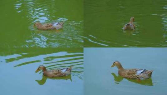农村池塘鸭子戏水高清在线视频素材下载