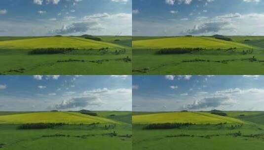 呼伦贝尔自然风光绿色山野黄色油菜花田地高清在线视频素材下载