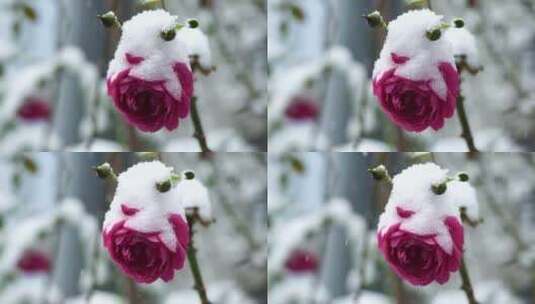 冬天大雪中花瓣上积雪的玫瑰花特写高清在线视频素材下载