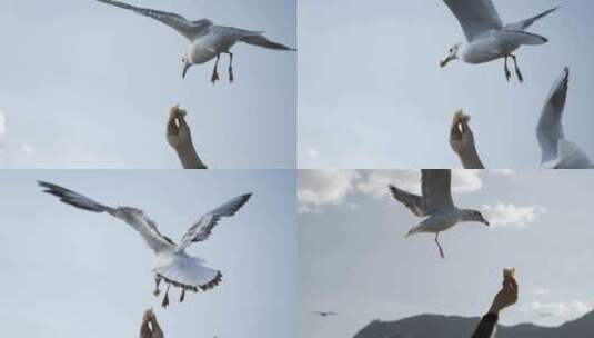 5K-昆明红嘴鸥，飞翔的红嘴鸥，红嘴鸥喂食高清在线视频素材下载