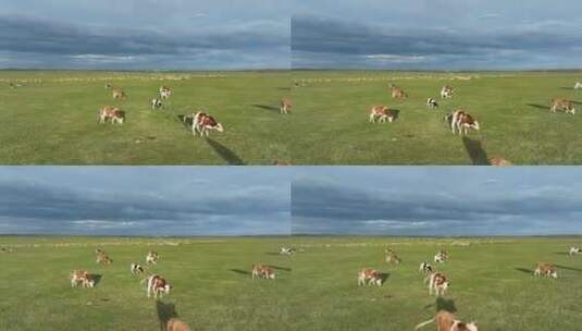 航拍呼伦贝尔秋天的草原牛群羊群270高清在线视频素材下载