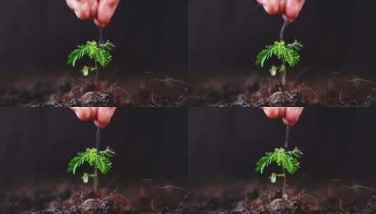 水滴，幼芽的生命。在肥沃的土高清在线视频素材下载