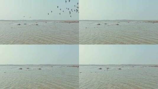 岳阳东洞庭湖保护区候鸟迁徙高清在线视频素材下载