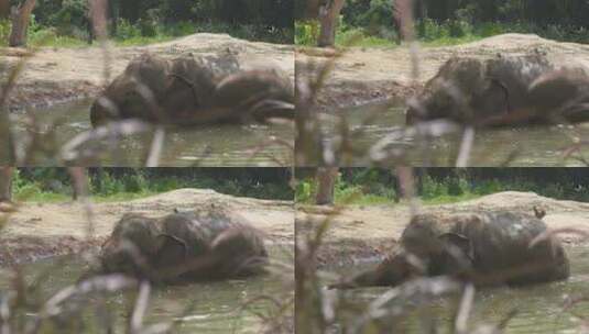 水池中大象高清在线视频素材下载