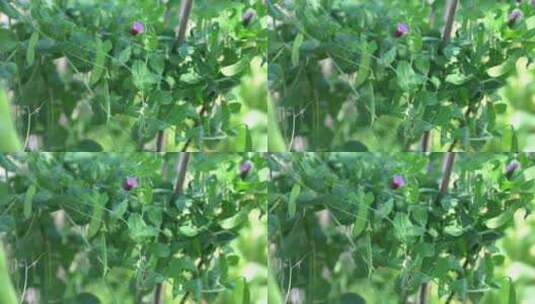 荷兰豆 豌豆 豆荚 豌豆荚 豌豆花高清在线视频素材下载