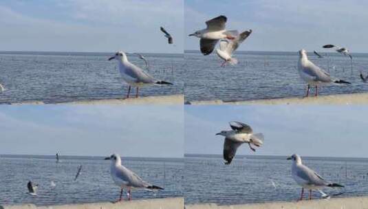 海鸥 飞行 飞翔 鸟类高清在线视频素材下载