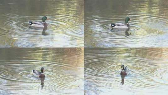 一只鸭子在水里高清在线视频素材下载